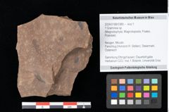 Foto (Objekt + Etikett) von Graminea ? sp.  (NHMW-GEO-2024-0188-0389)